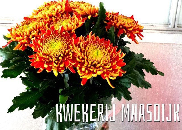 Хризантема од. Том Пирс 80, шт.