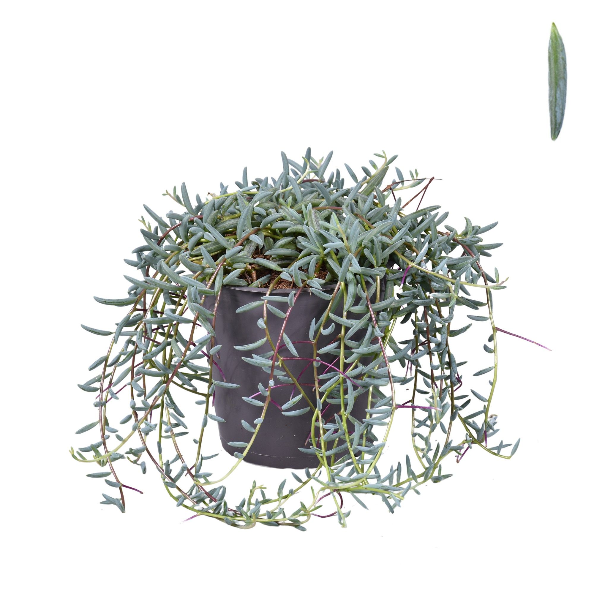 Senecio Hallianus (Zonder Hoes), D 12