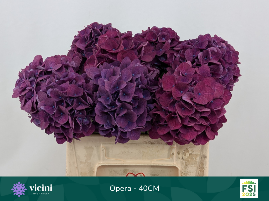 Гортензия Роял Опера 40, шт.