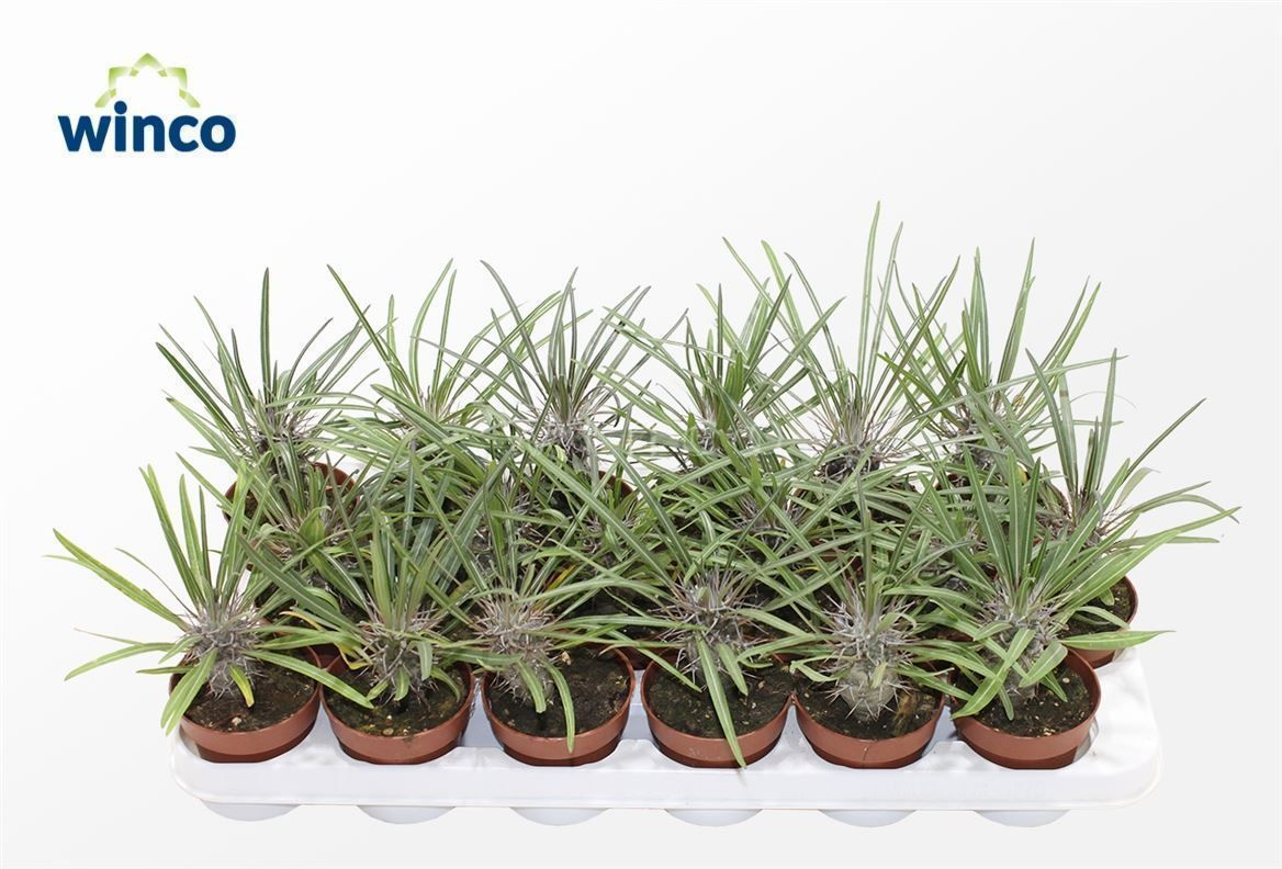 Pachypodium Geayi, D 8,5 cm