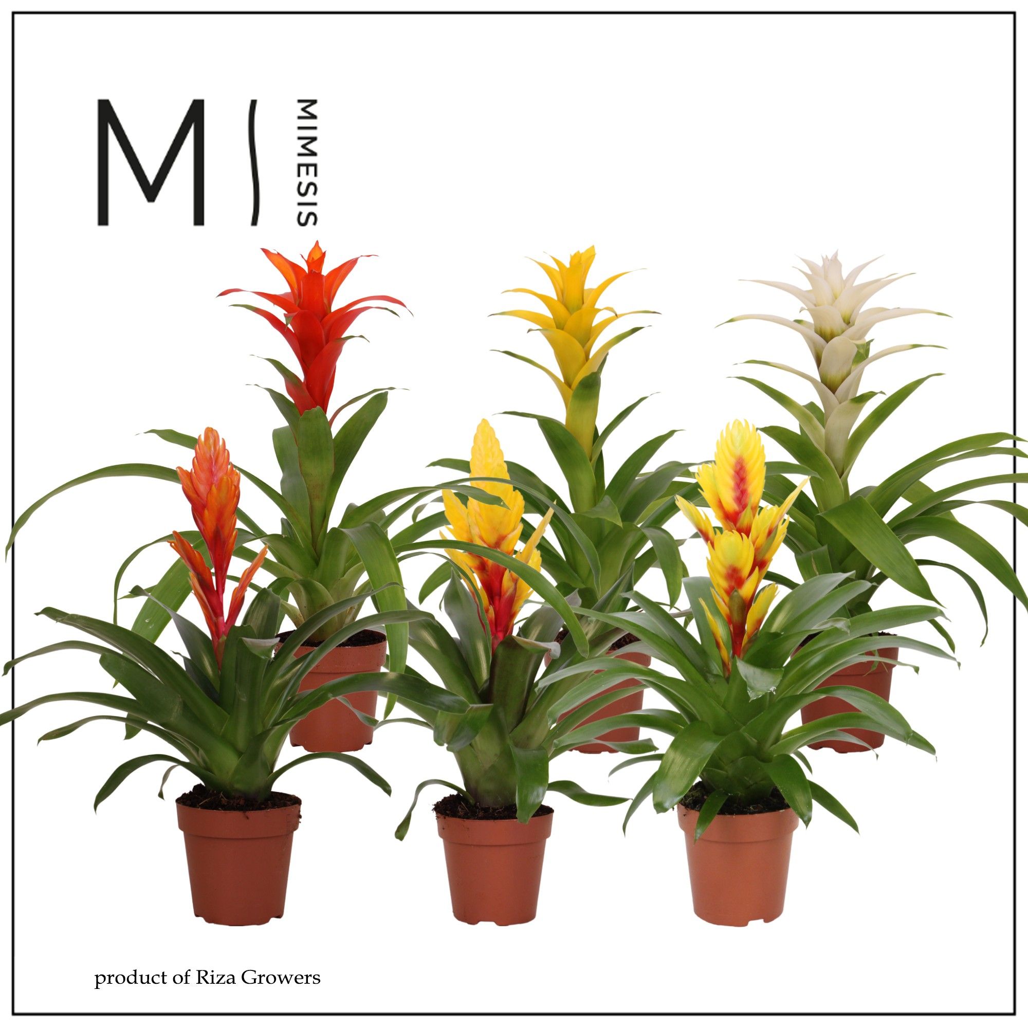 Bromelia Modern - 12cm | Mimesis, D 12
