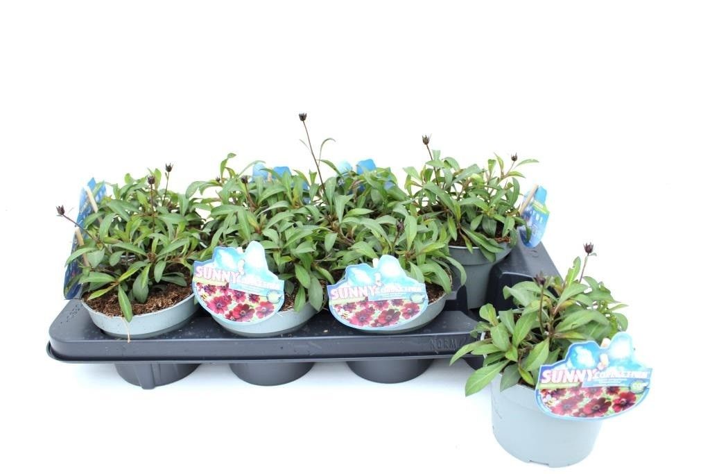 Cosmos atrosanguineus 'Chocamocha', Sunnycollection, D 13