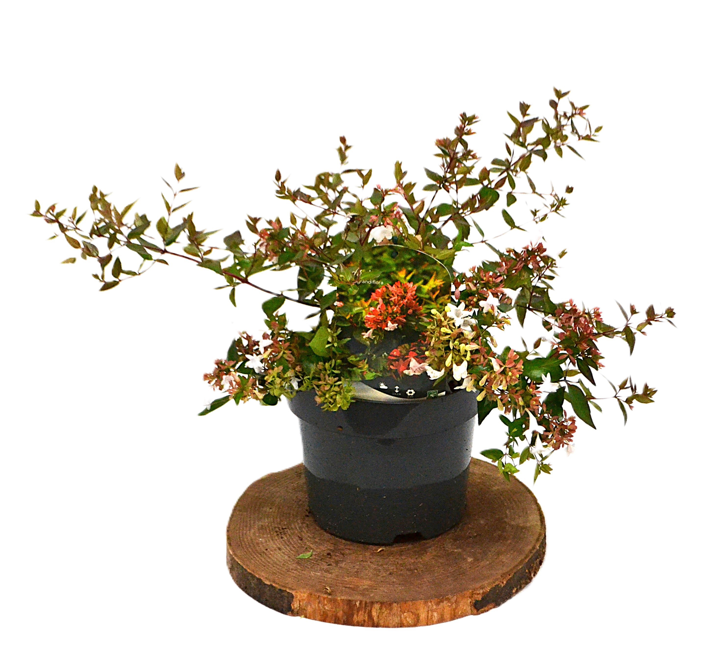 Abelia Grandiflora C3, D 19