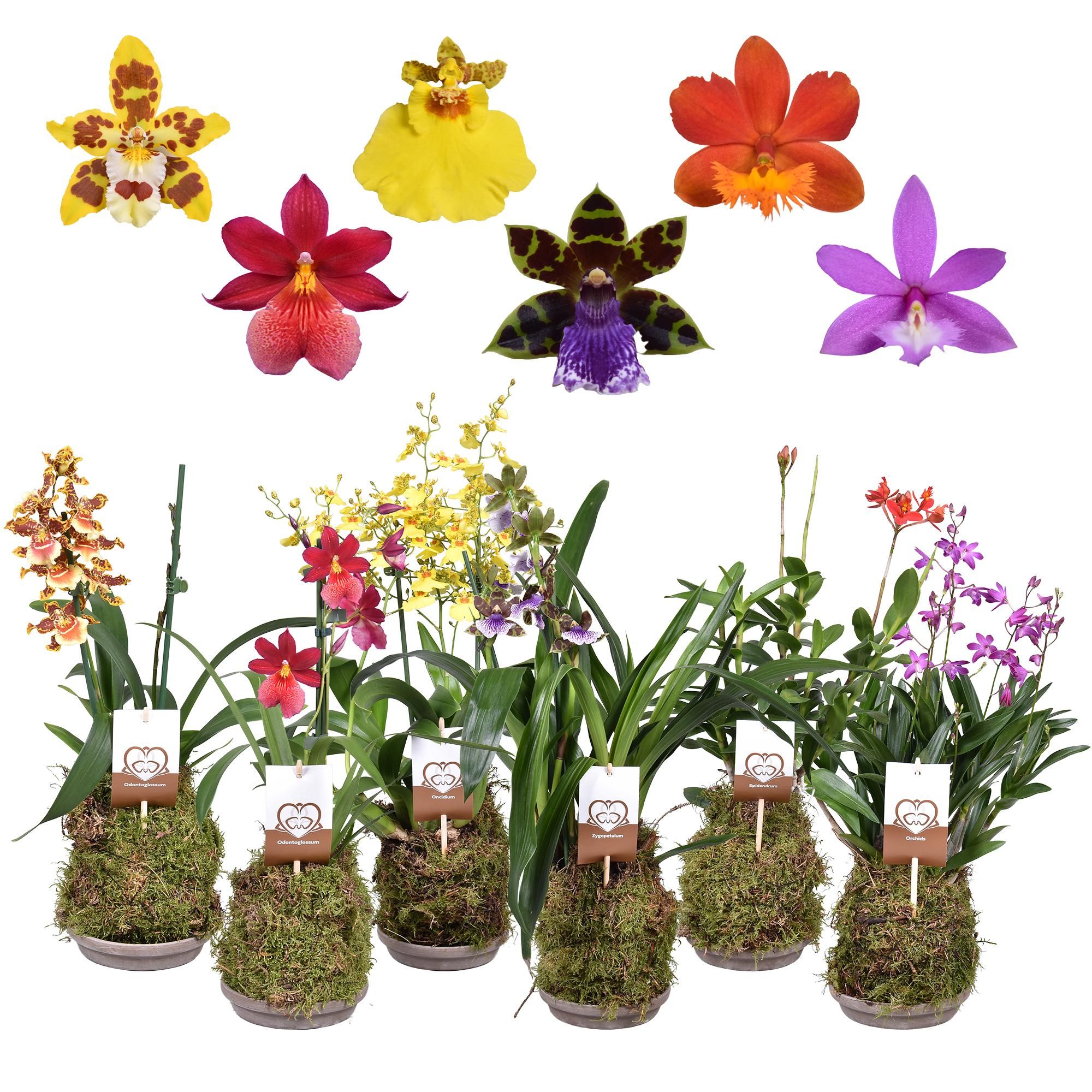 Forest Orchids 2 tak 14 cm met terracotta schaal, D 14