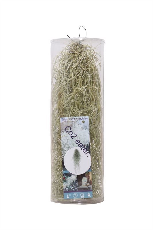 Plastic cilinder Tillandsia usneoides, D 35