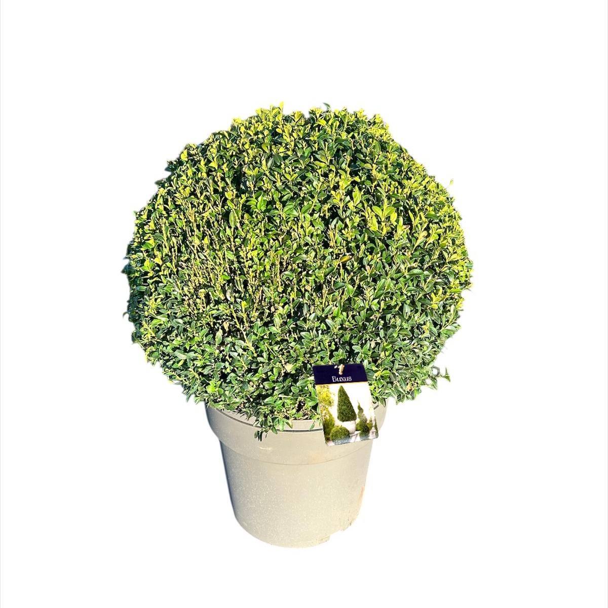 Buxus semp. Bol 45-50 cm c24/p35, D 35