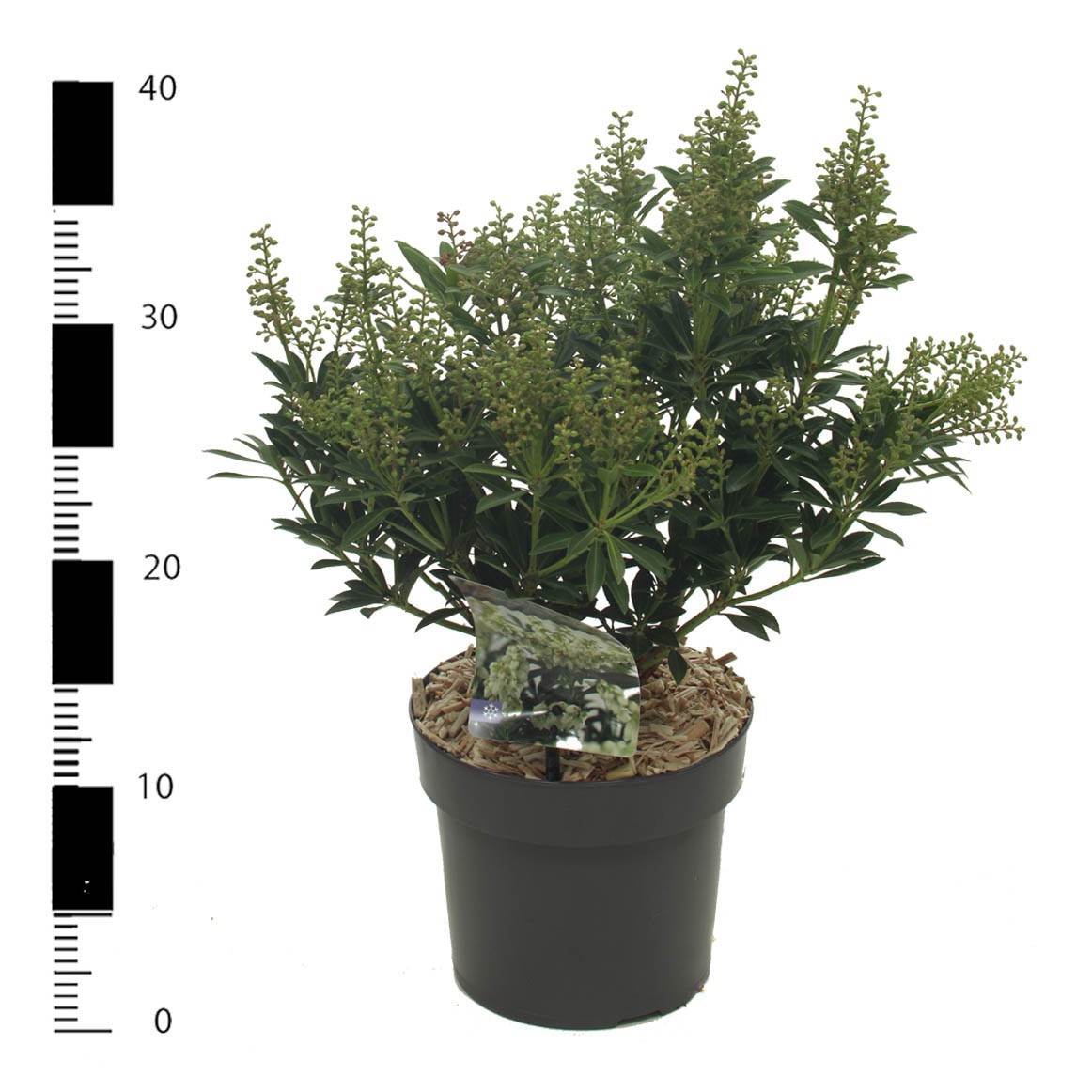 Pieris jap. 'Debutante', D 17