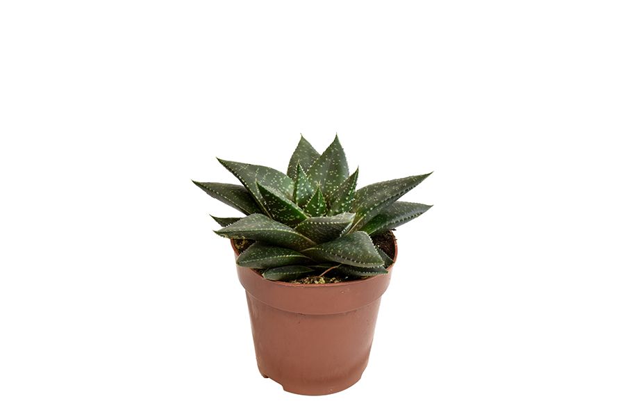 Gasteria Hippo, D 8,5 cm