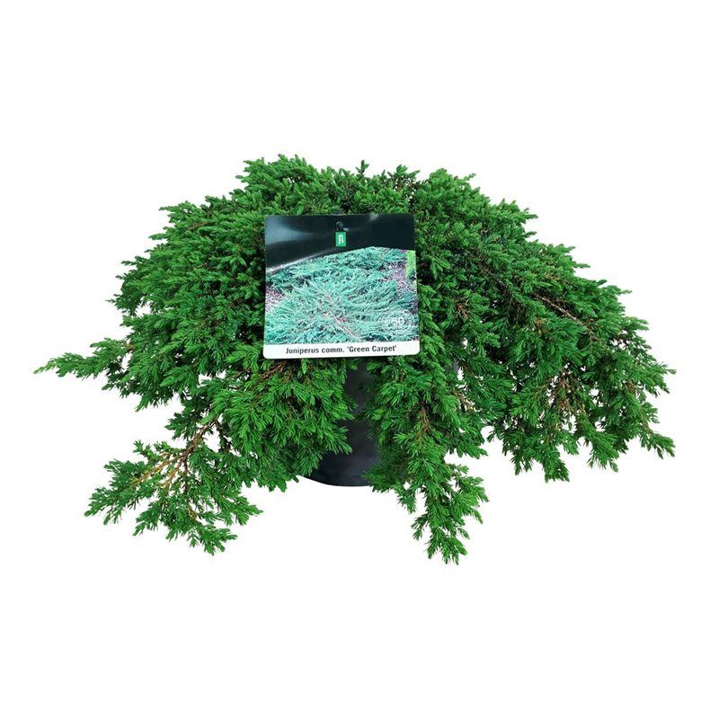 Juniperus comm. 'Green Carpet', D 24