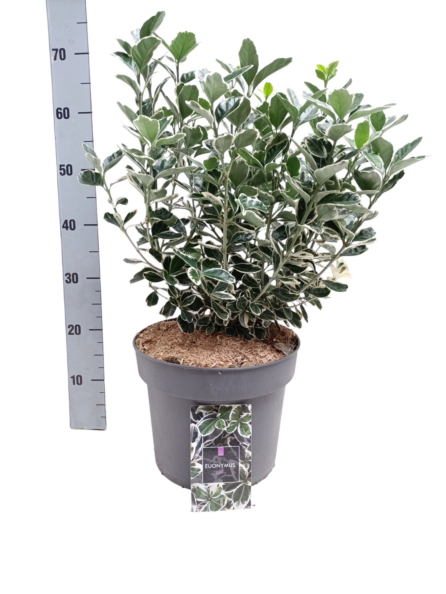 Euonymus japonicus 'Kathy' C10, D 29