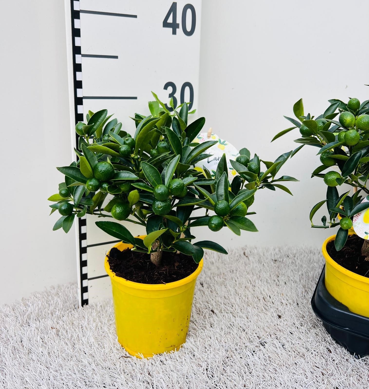 Citrus eustis Limonella mini-stem, D 12 cm