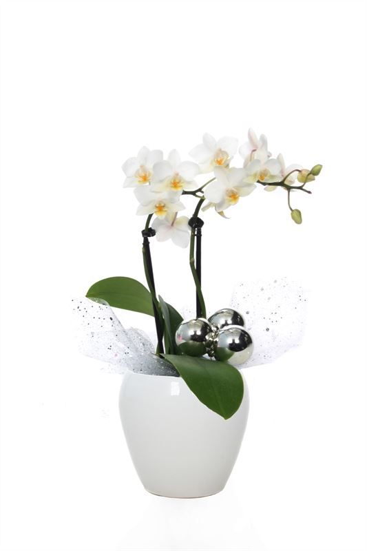 Lisa p06 bolpot white Phal Tiny Dolls white 2T12+ Aqu@, D 6 cm Lisa p06 bolpot white Phal Tiny Dolls white 2T12+ Aqu@, D 6 cm
