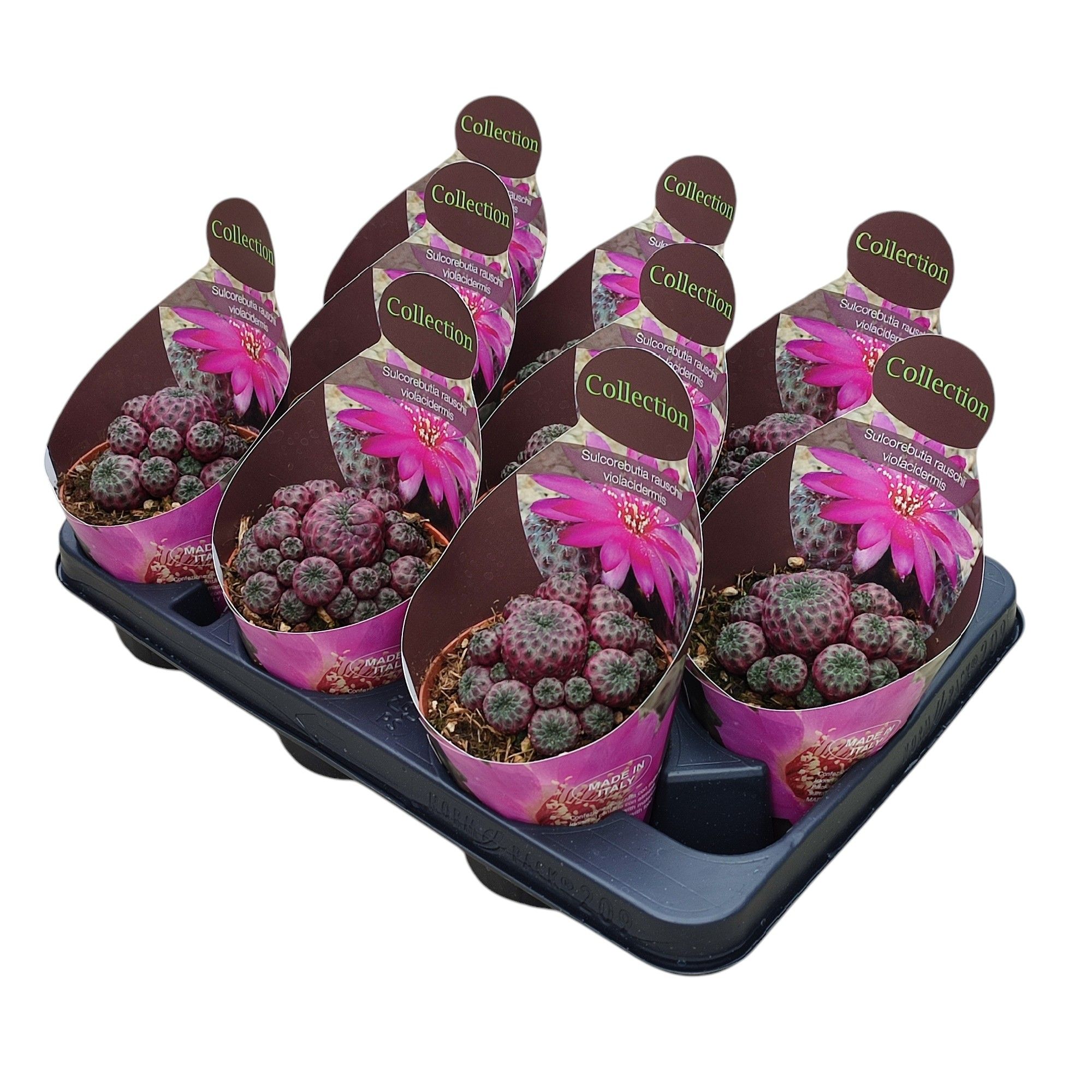 SULCOREBUTIA RAUSCHII VIOLACIDERMIS - POT Ø 10,5 - COLLECTION WITH POTCOVER (CACTUS), D 10,5