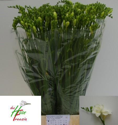 Фрезия дв. Версаль 70 (бел.), шт.