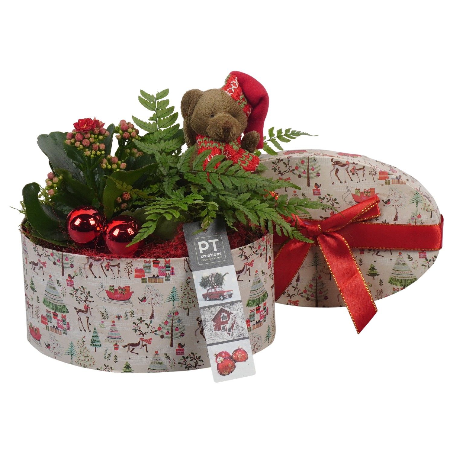 PTCHR7382 Arrangement Christmas Red in karton pot, D 20 cm