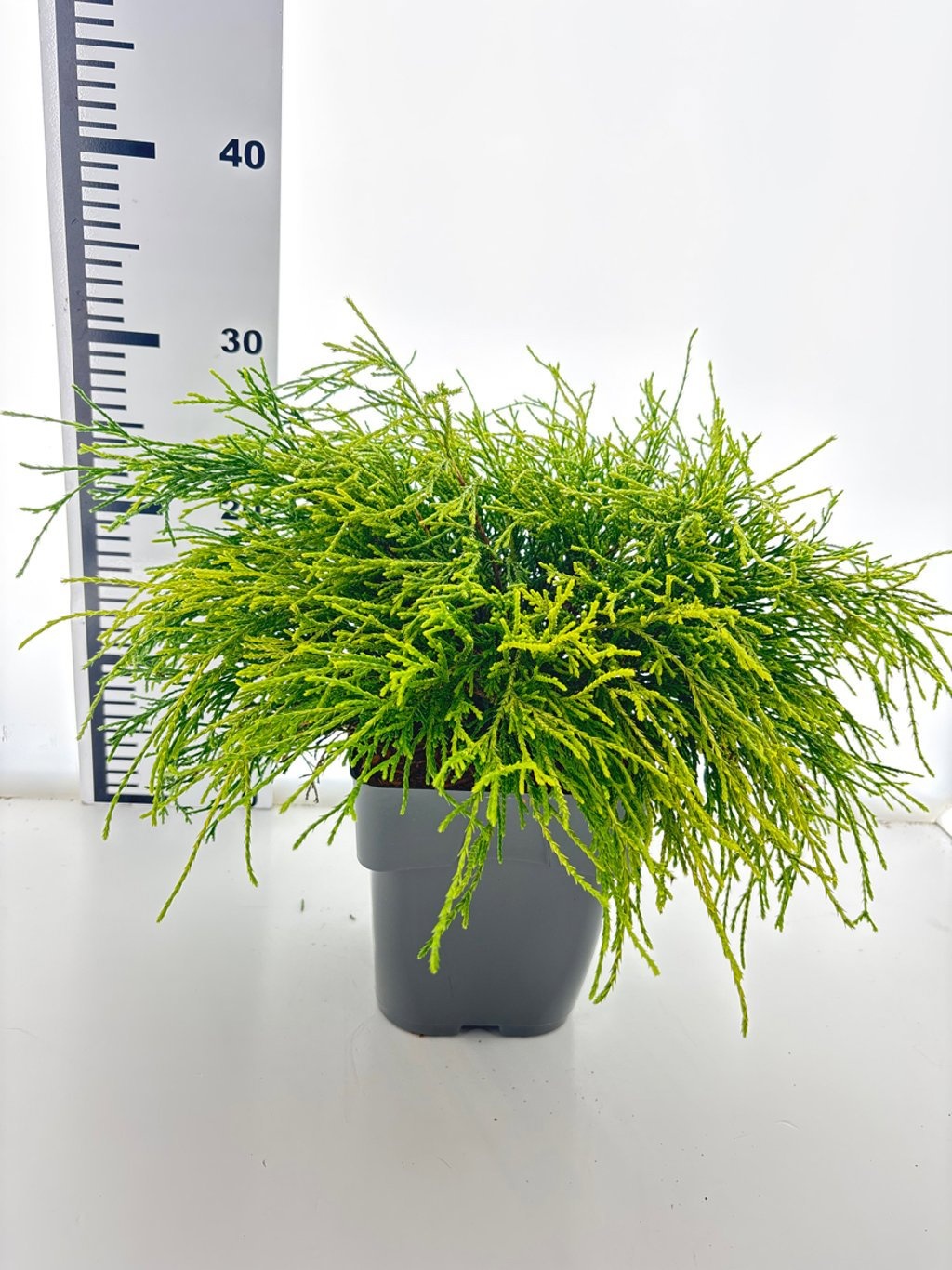 Chamaecyparis p. 'Sungold', D 17