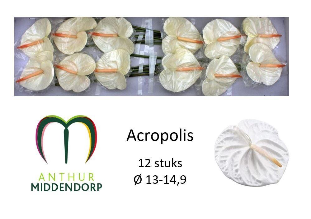 Антуриум Акрополис (бел.) x12, шт.
