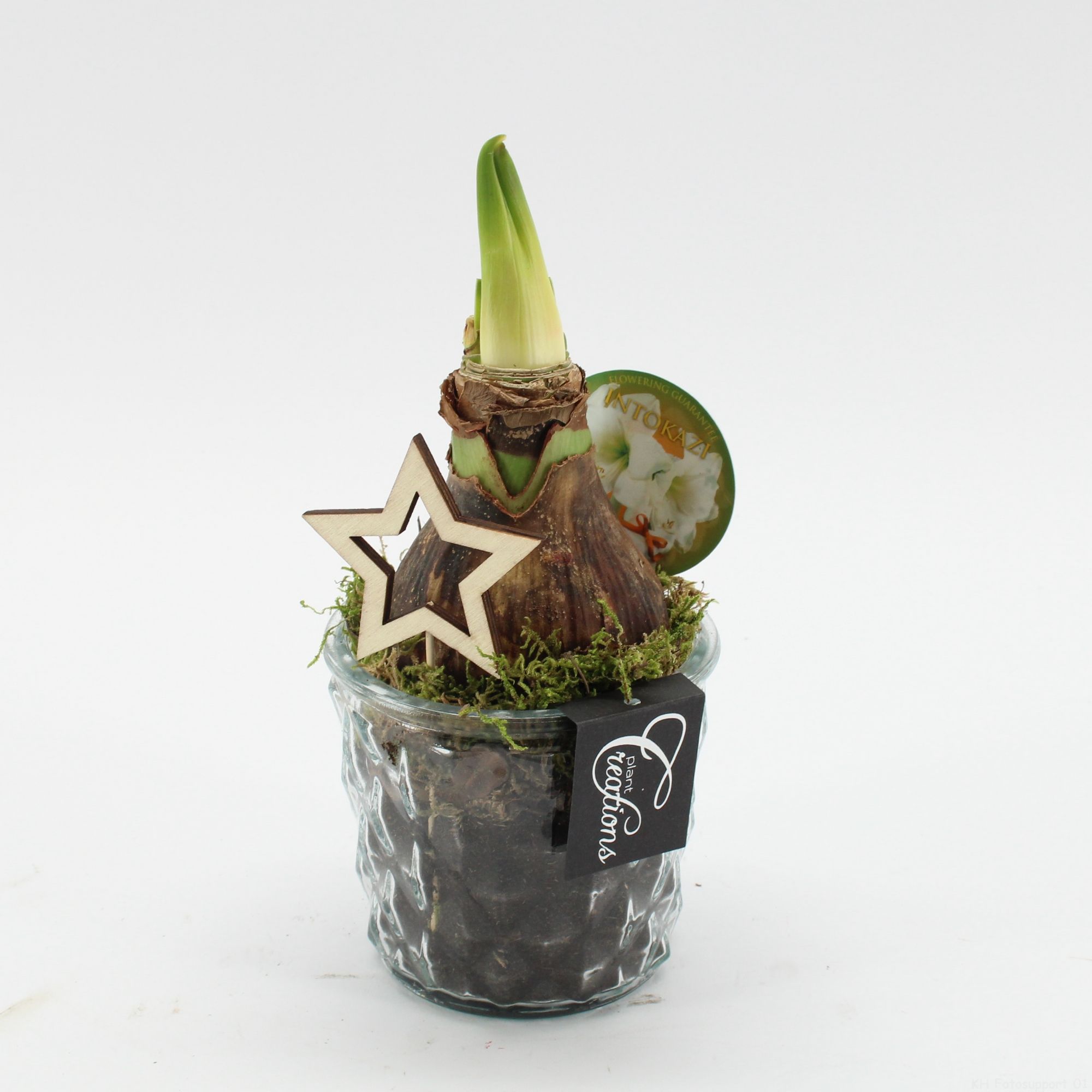 HXFD-2501W Xmas Amaryllis Fundamentals, D 12 cm