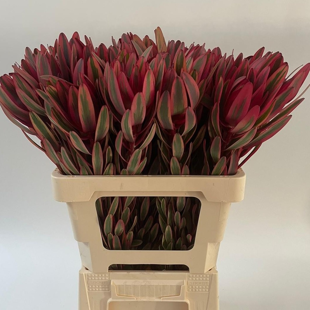 Леукадендрон Джестер 60, шт.