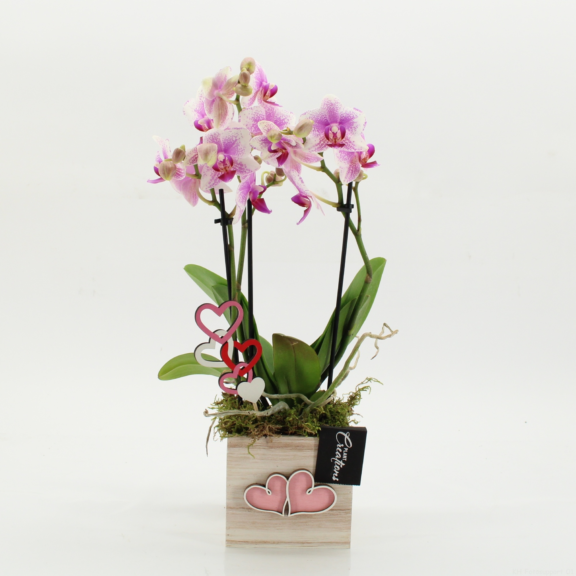 PHALRM-2607RZ Romantic Phalaenopsis, D 11