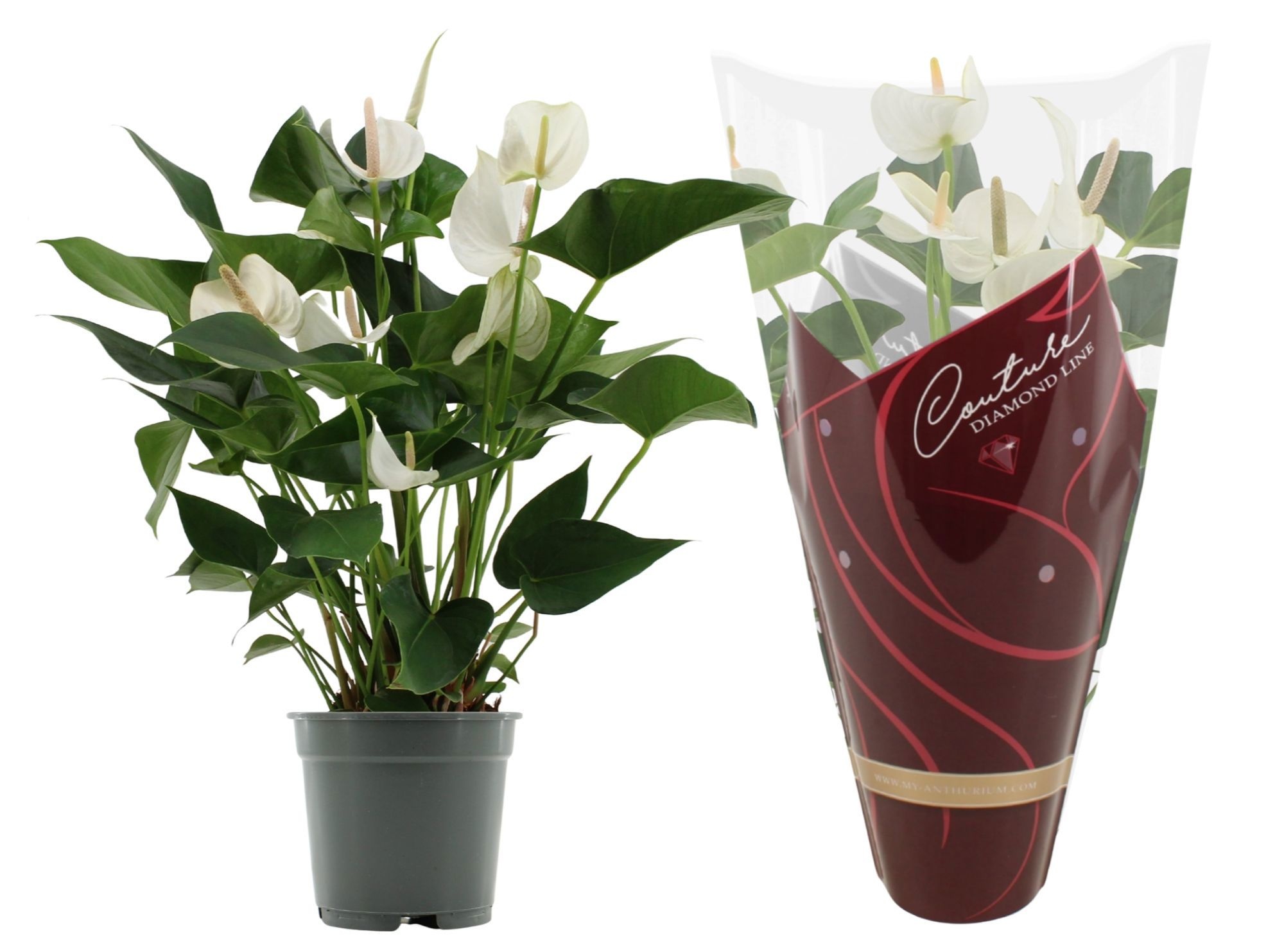 Anthurium 17 cm White Winner in Couture Diamond sleeve, D 17