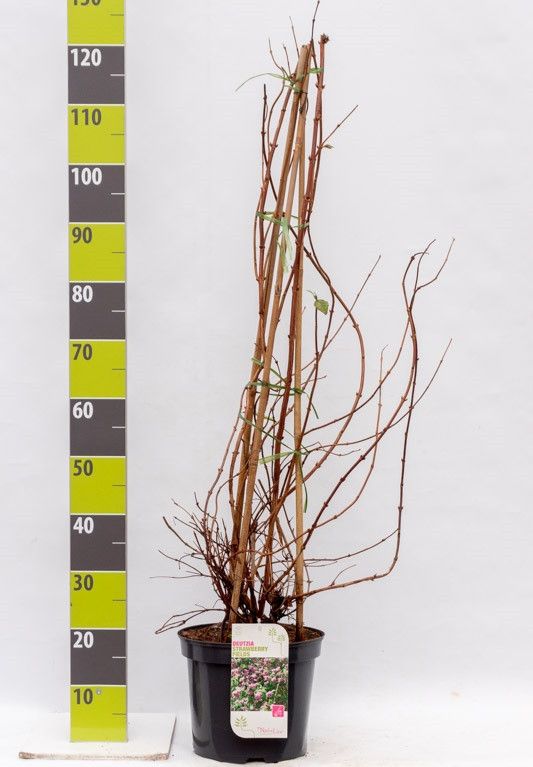 Deutzia hybrida 'Strawberry Fields' C 7,5, D 27