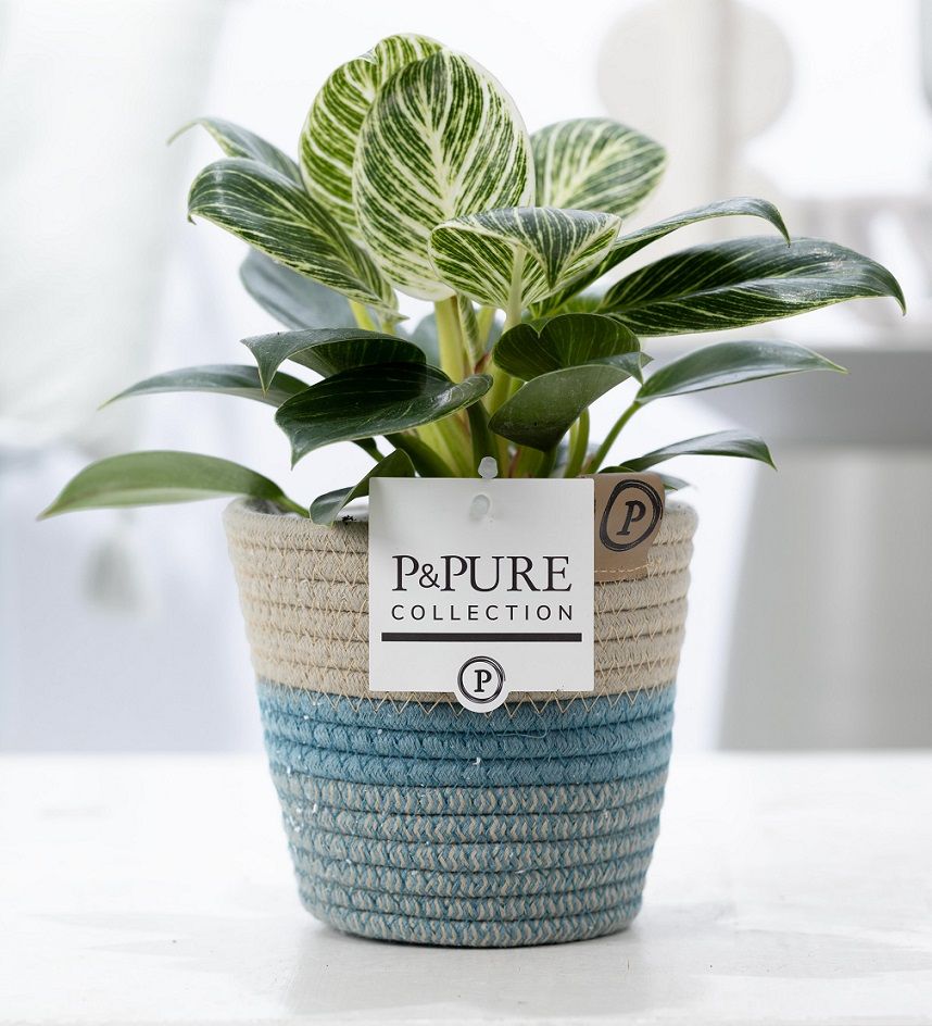 Philodendron White Wave in P&PURE Fashionpot Valerie, D 12