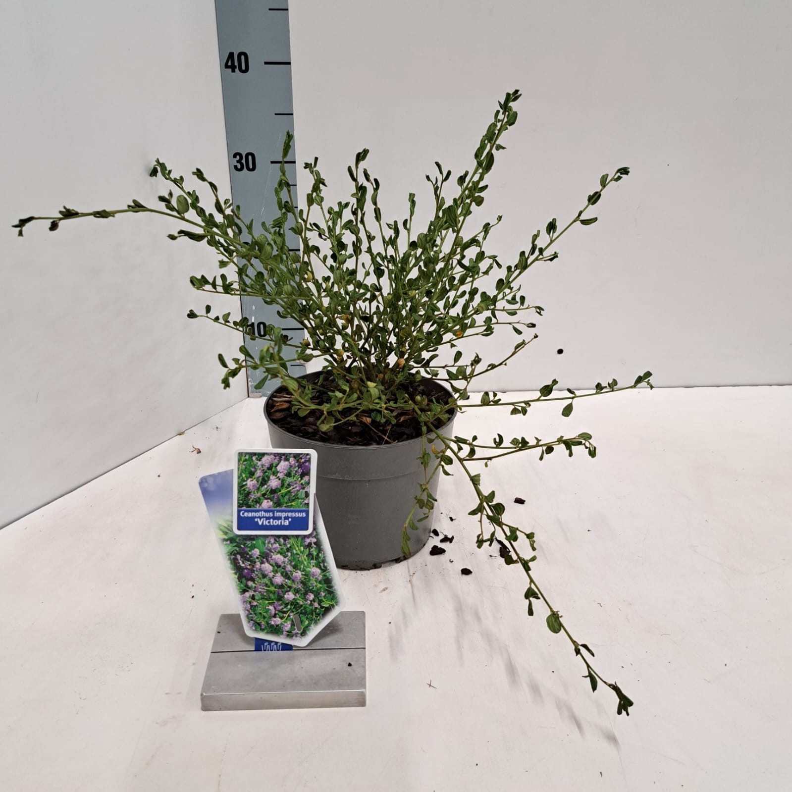 Ceanothus impressus 'Victoria', D 17