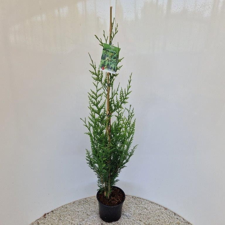 Thuja plic. ‘Atrovirens’, D 19 cm