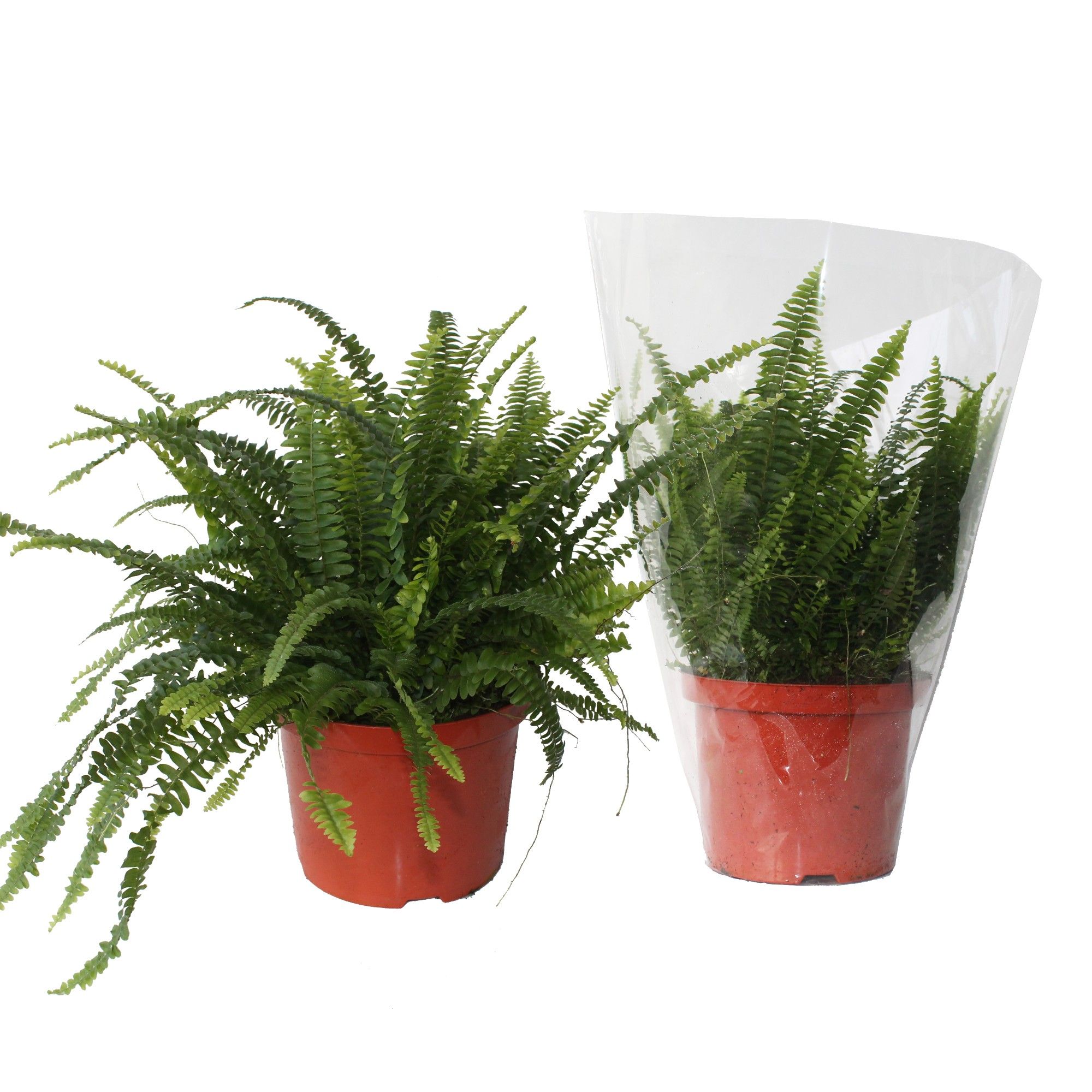 Nephrolepis Green Lady MET hoes, D 24