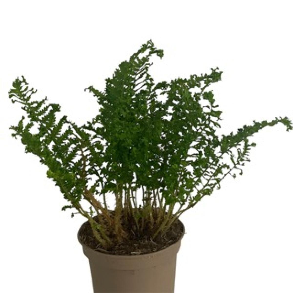 Dryopteris f.-m. 'Crispa Cristata', D 17 cm