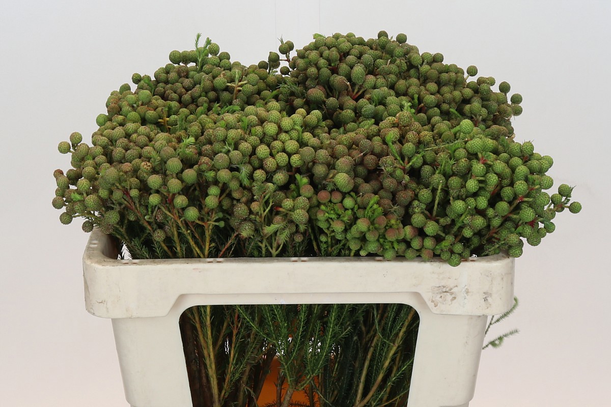 Берзелия Абротаноидес 50, шт.