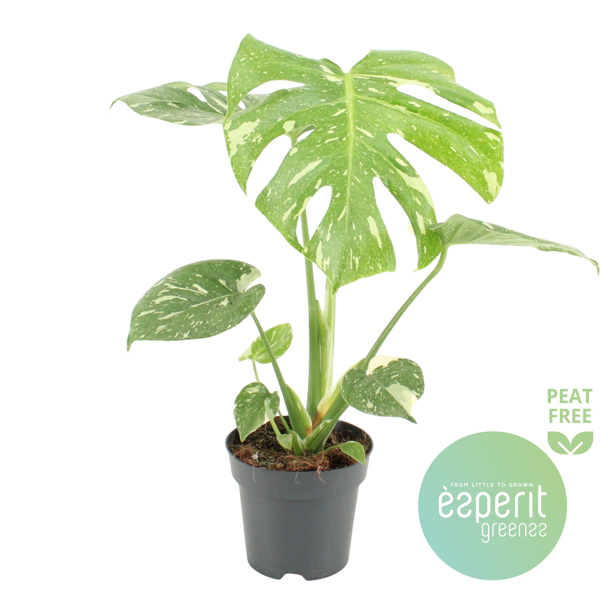 Monstera Thai Constellation, D 14