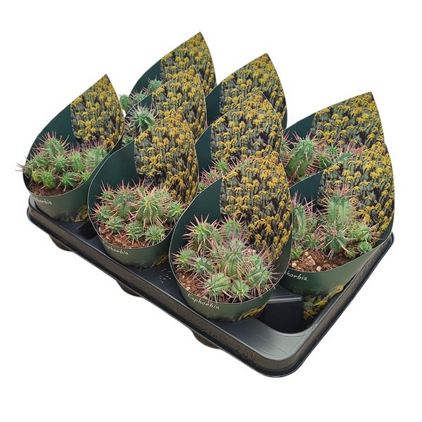 EUPHORBIA INCONSTANTIA - POT Ø 10,5WITH POTCOVER (SUCCULENTEN), D 10,5