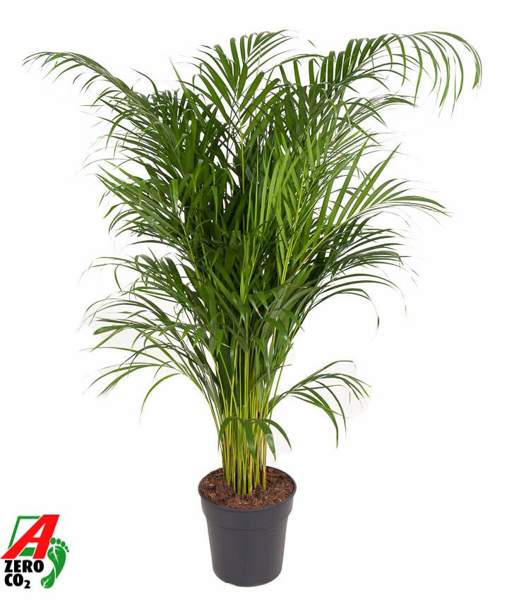 Dypsis Lutescens(Areca) P24, D 24