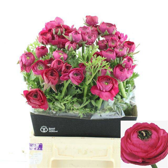 Ранункулус Элеганс Хот Пинк 40, шт.