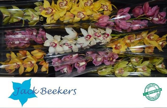 Цимбидиум Микс x9 60, шт.