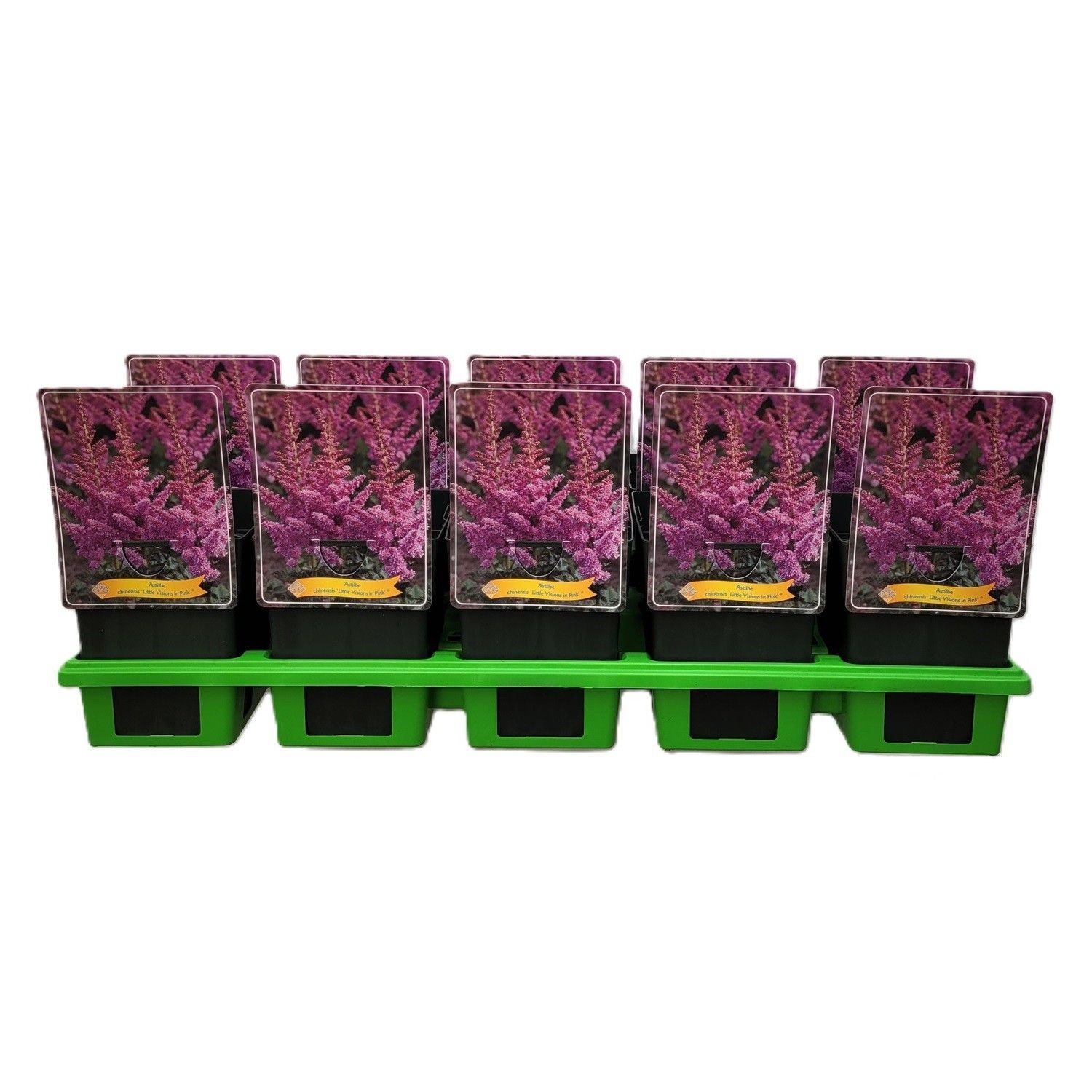 Astilbe Little Visions in Pink P11, D 11 cm