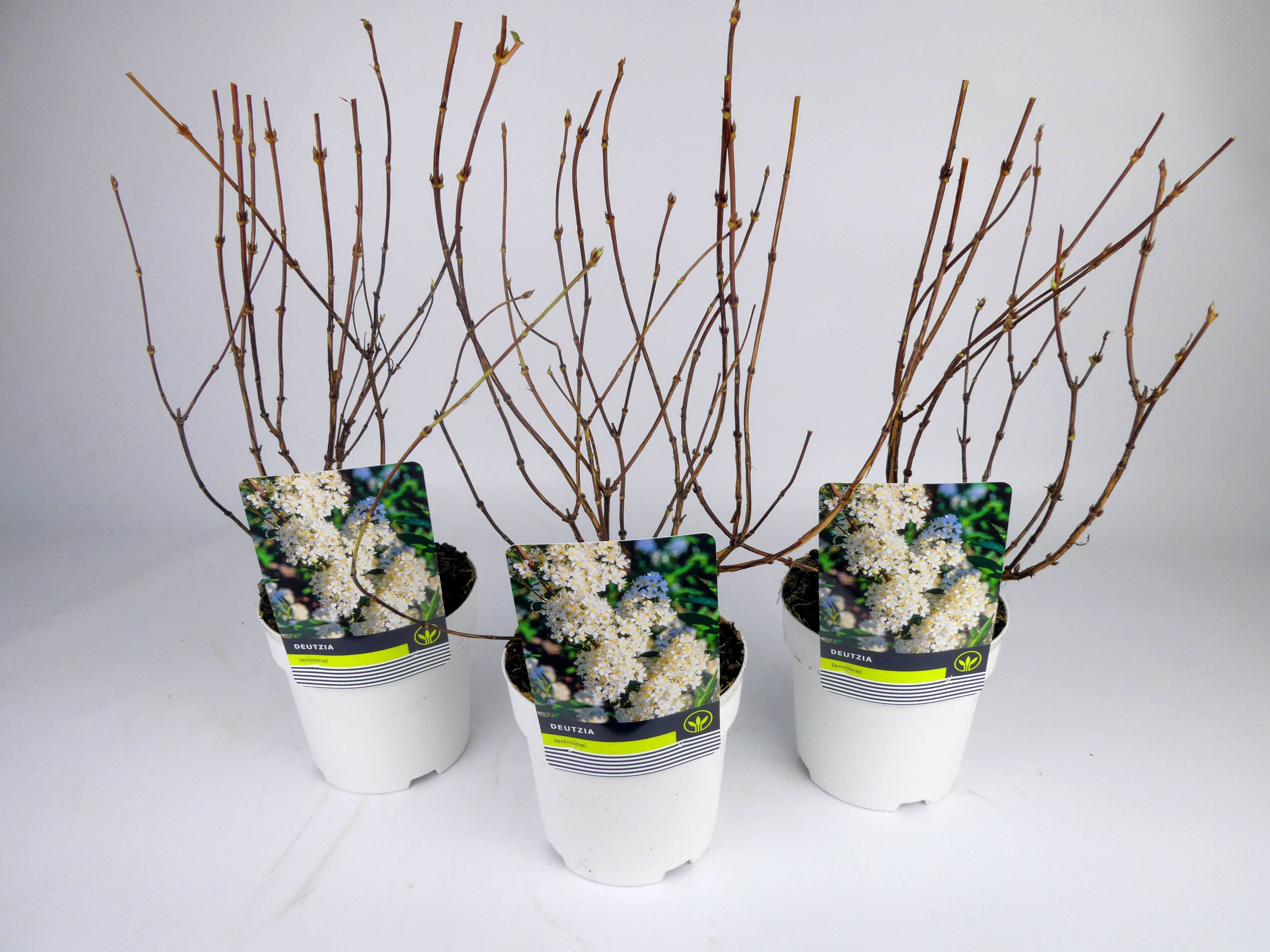 Deutzia Mixlaag Kleurpot, D 14