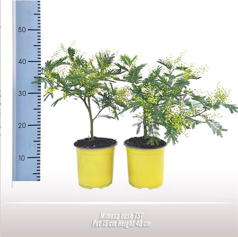 Mimosa struik, D 15