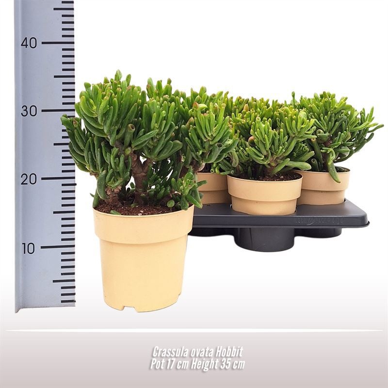 Crassula ovata Hobbit, D 17