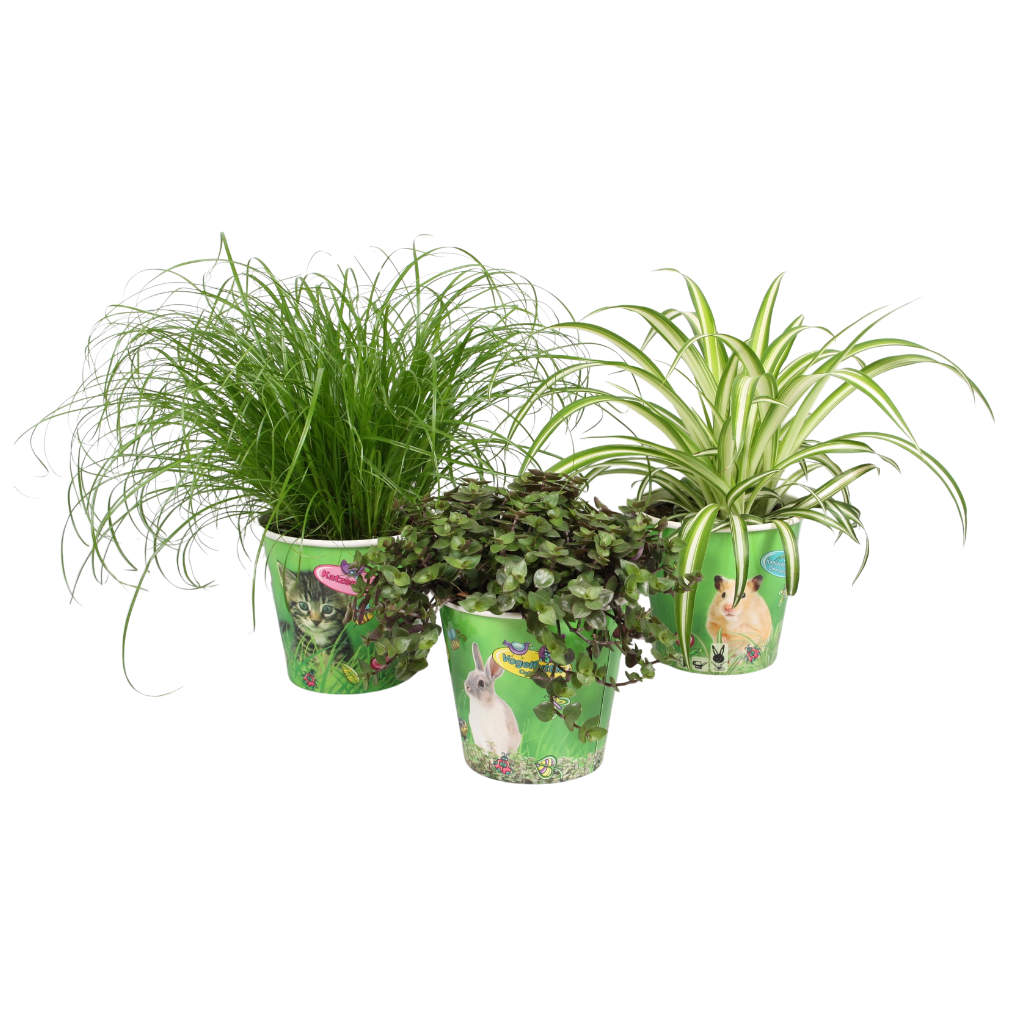 Pet mix 3 soorten in dierenbeker, D 12