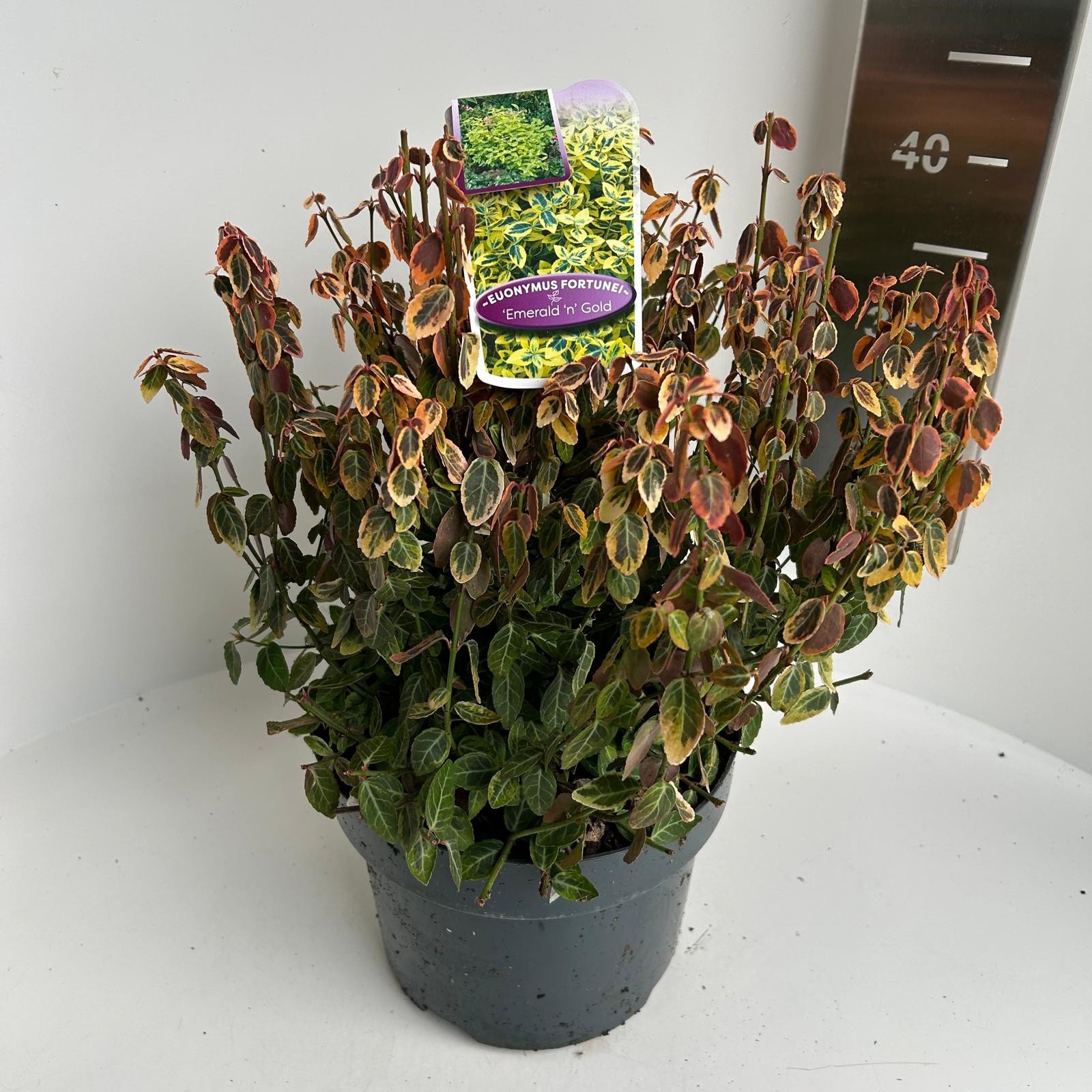 Euonymus fort. Emerald 'n Gold, D 23