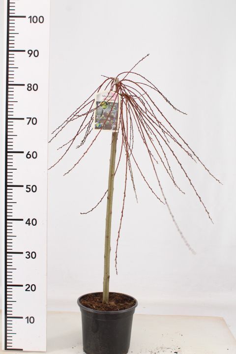 Salix repens 'Armando', D 19