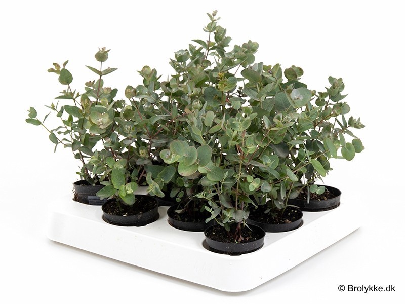 EUCALYPTUS GUNNII, D 6 cm EUCALYPTUS GUNNII, D 6 cm