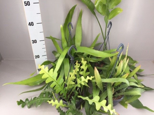 Epiphyllum mix, D 14