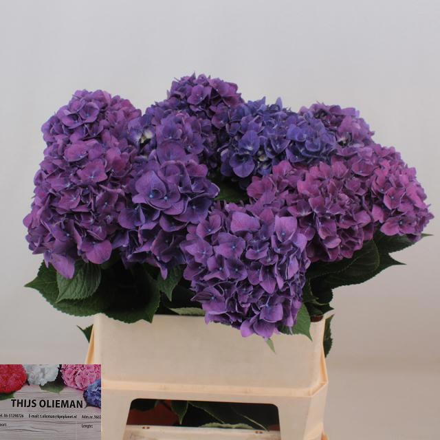 Гортензия Родео Перпл 80, шт.