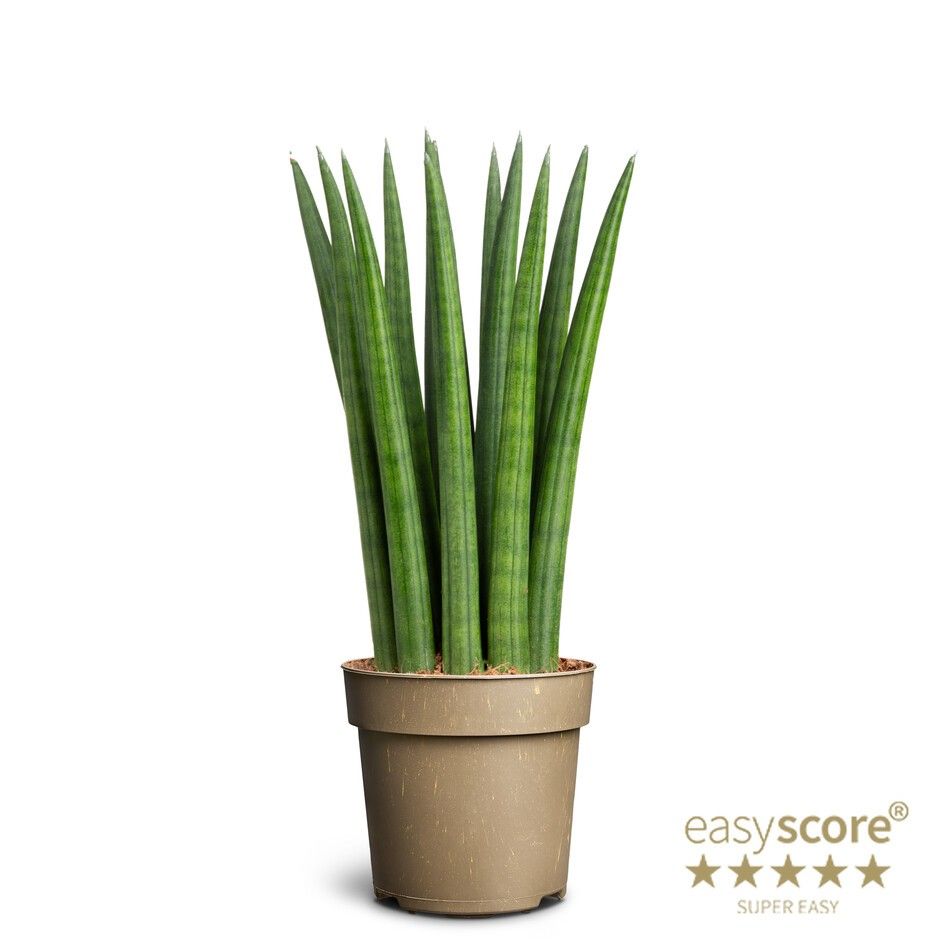 Sansevieria cylindrica ´Straight´, D 11 cm