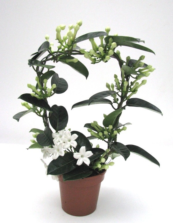 Fleur Parfum 13 + Geurend, D 12