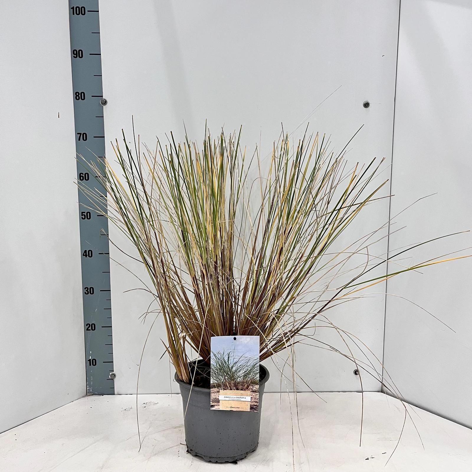 Ammophila arenaria, D 21